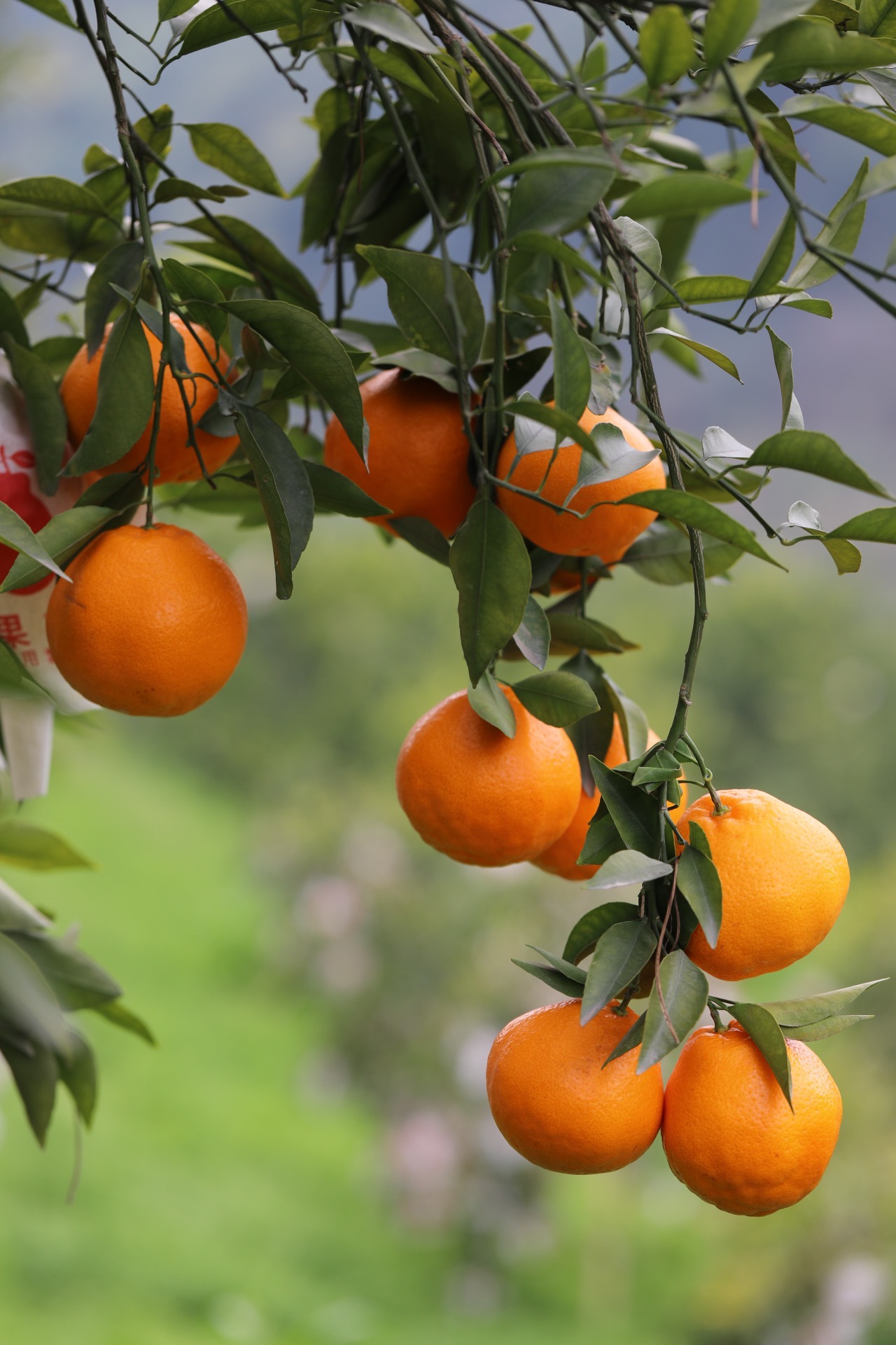 春见耙耙柑：一段与阳光与时间的温暖邂逅