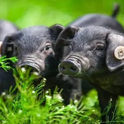 🏆皖南土猪软骨仔排：寻回记忆深处的肉香盛宴