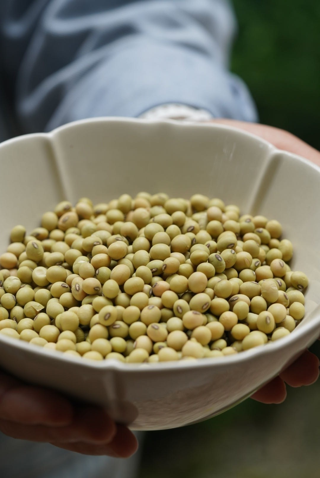 【找回儿时的豆香】湘西青皮黄豆，为健康生活添一份淳朴滋味