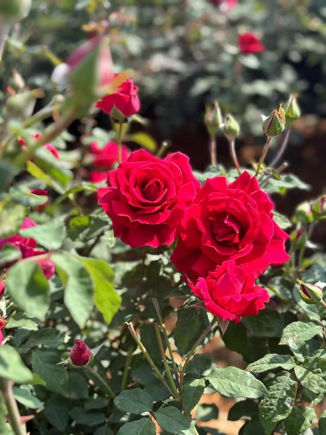 杯中的小王子：遇见云南大理头茬墨红玫瑰