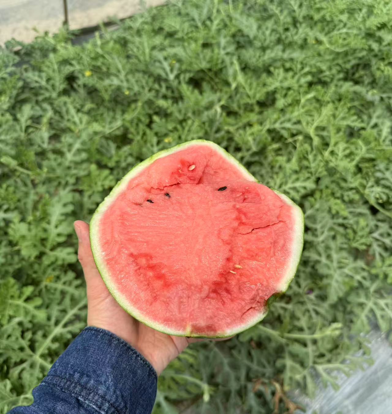 8424西瓜：藏在名字里的夏天