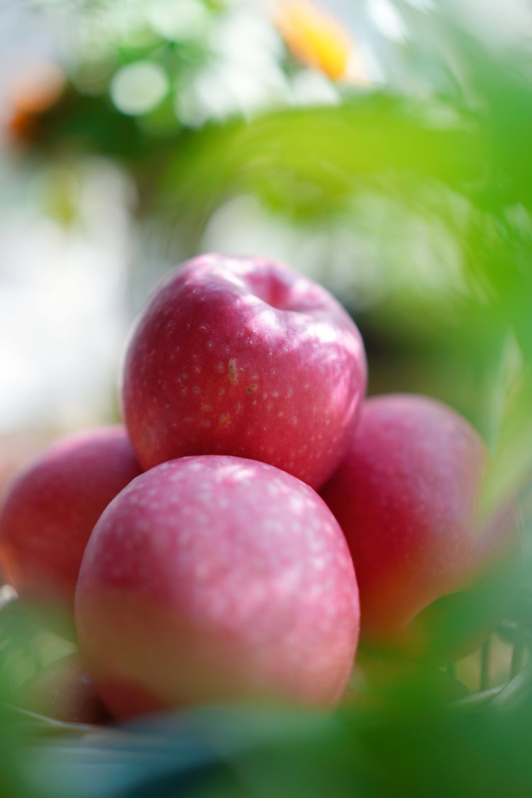 瑞香红苹果：只为那个懂它的人