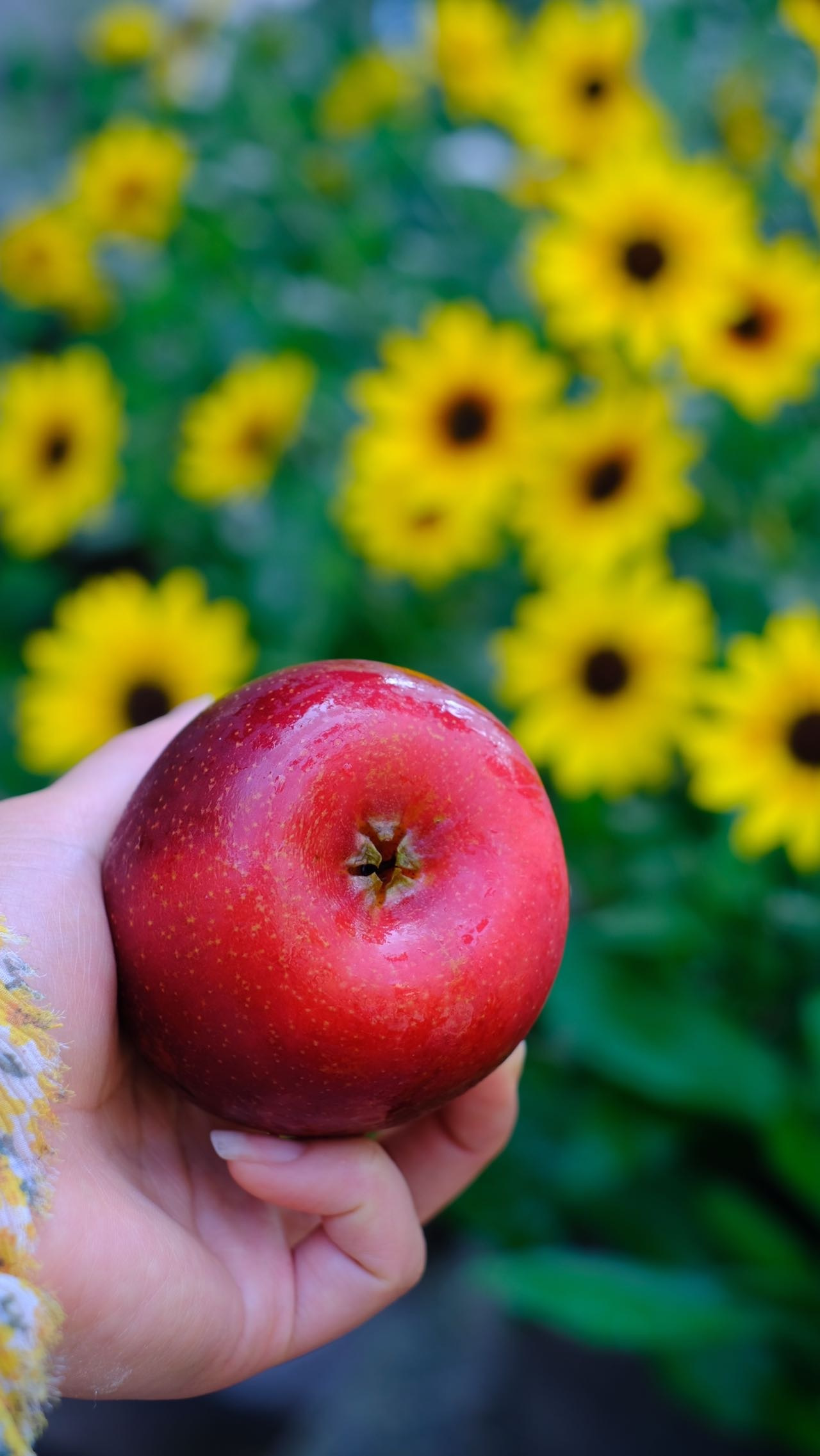 『新西兰红玫瑰苹果』：一口咬下去，全是南半球的浪漫与甜蜜