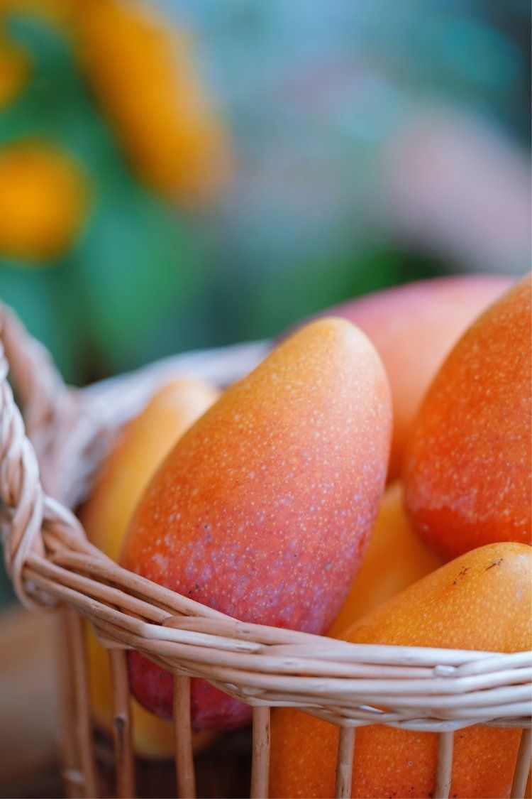 海南树上熟贵妃芒：一口春风，满嘴香甜