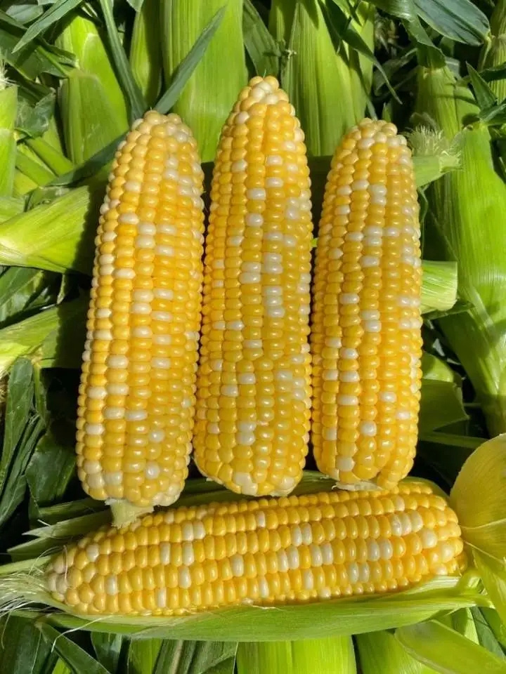 云南水果玉米：齿间迸溅的童年甜露