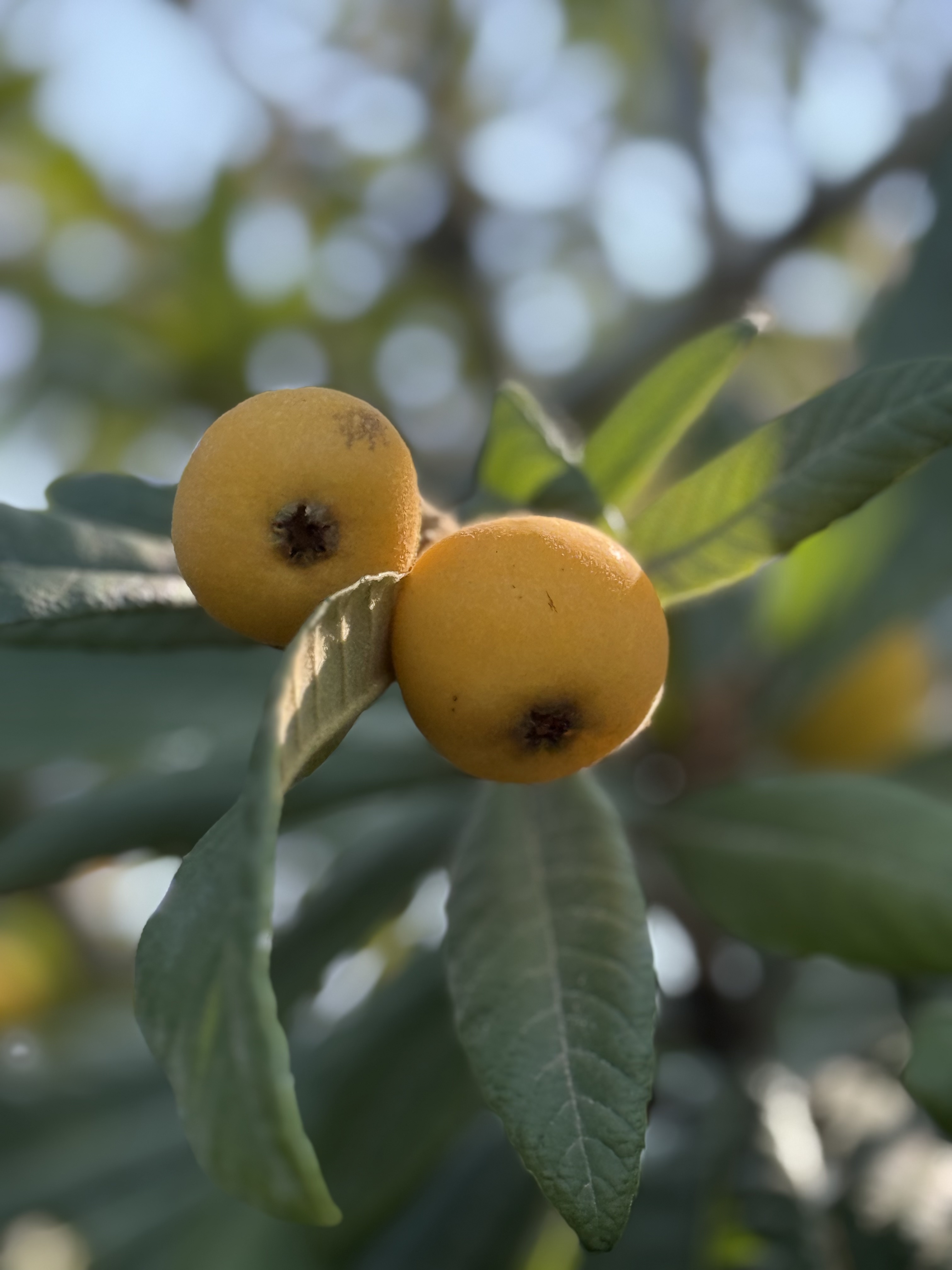 东山白玉枇杷：初夏的甜蜜邂逅，品味岁月的馈赠