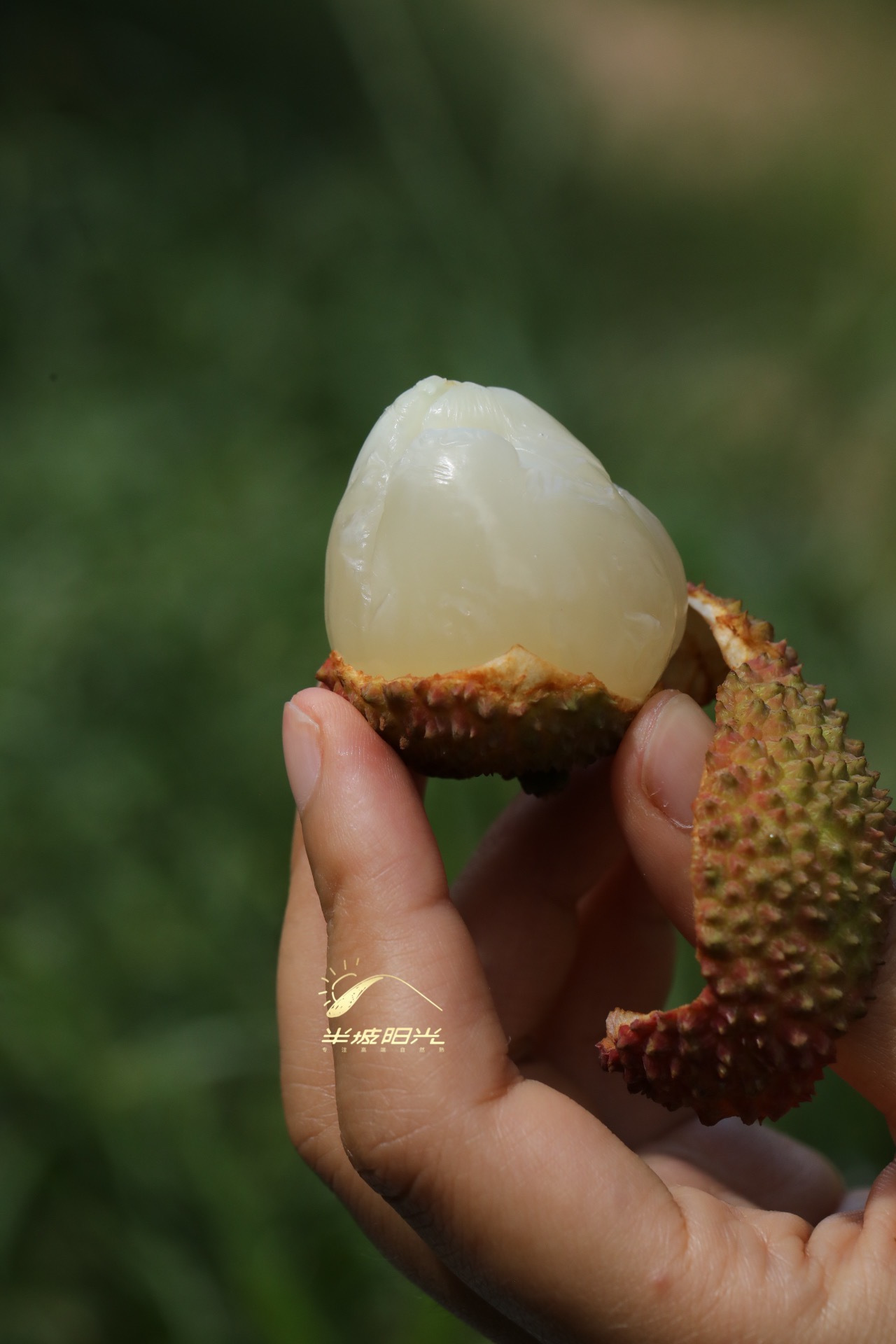 半坡阳光妃子笑荔枝：只为那一口治愈人心的甜