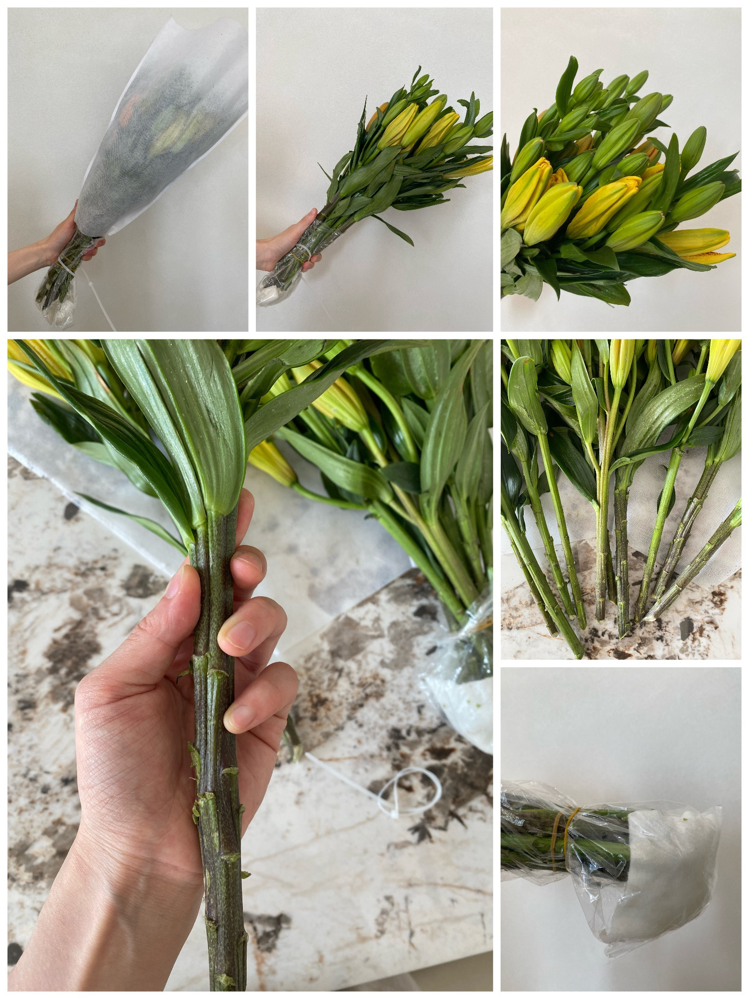 君子之香——青田百合，清新自然的守护