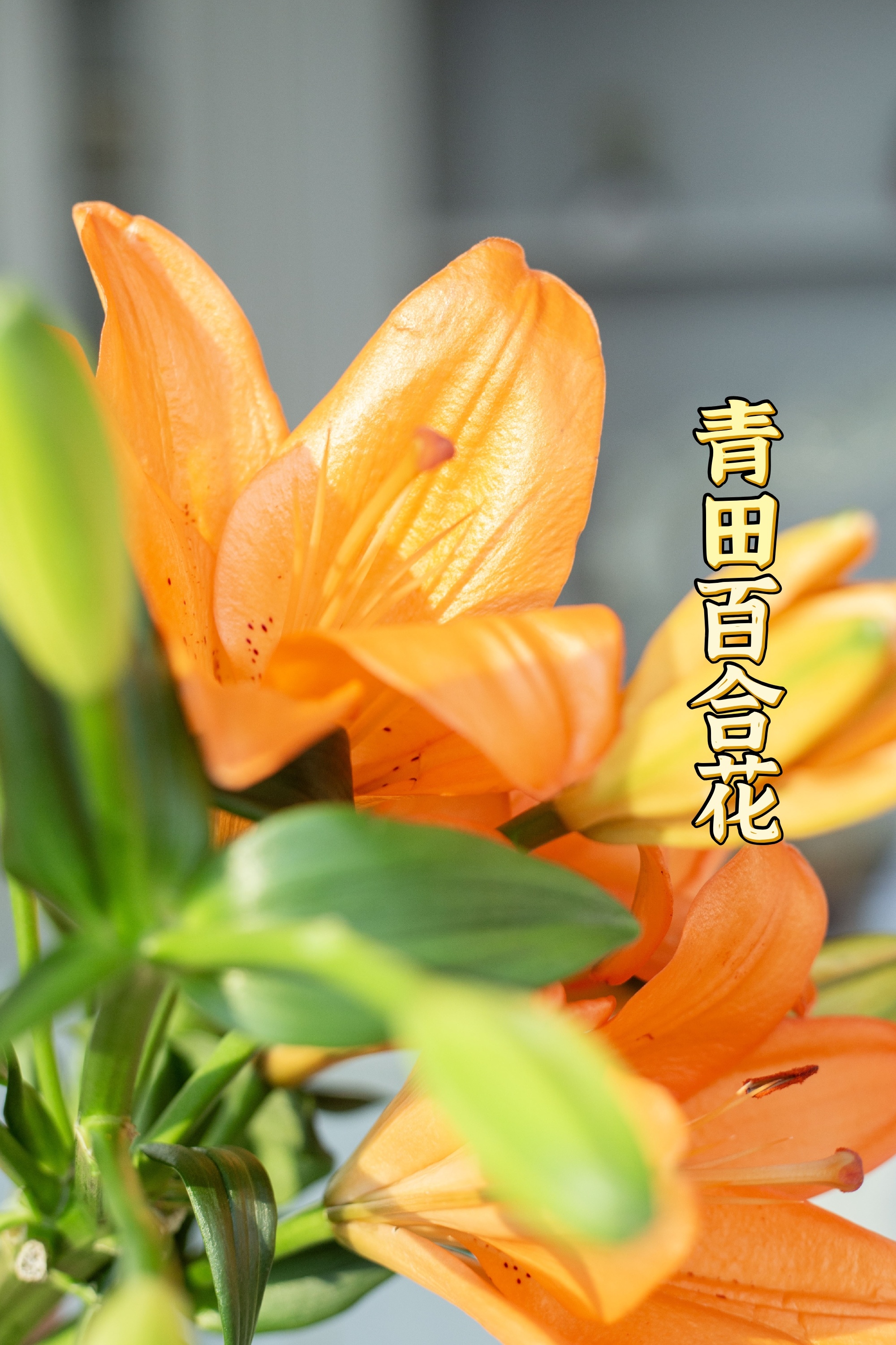 一束百合，一屋清香：旺仙谷·青田百合花的生活仪式感