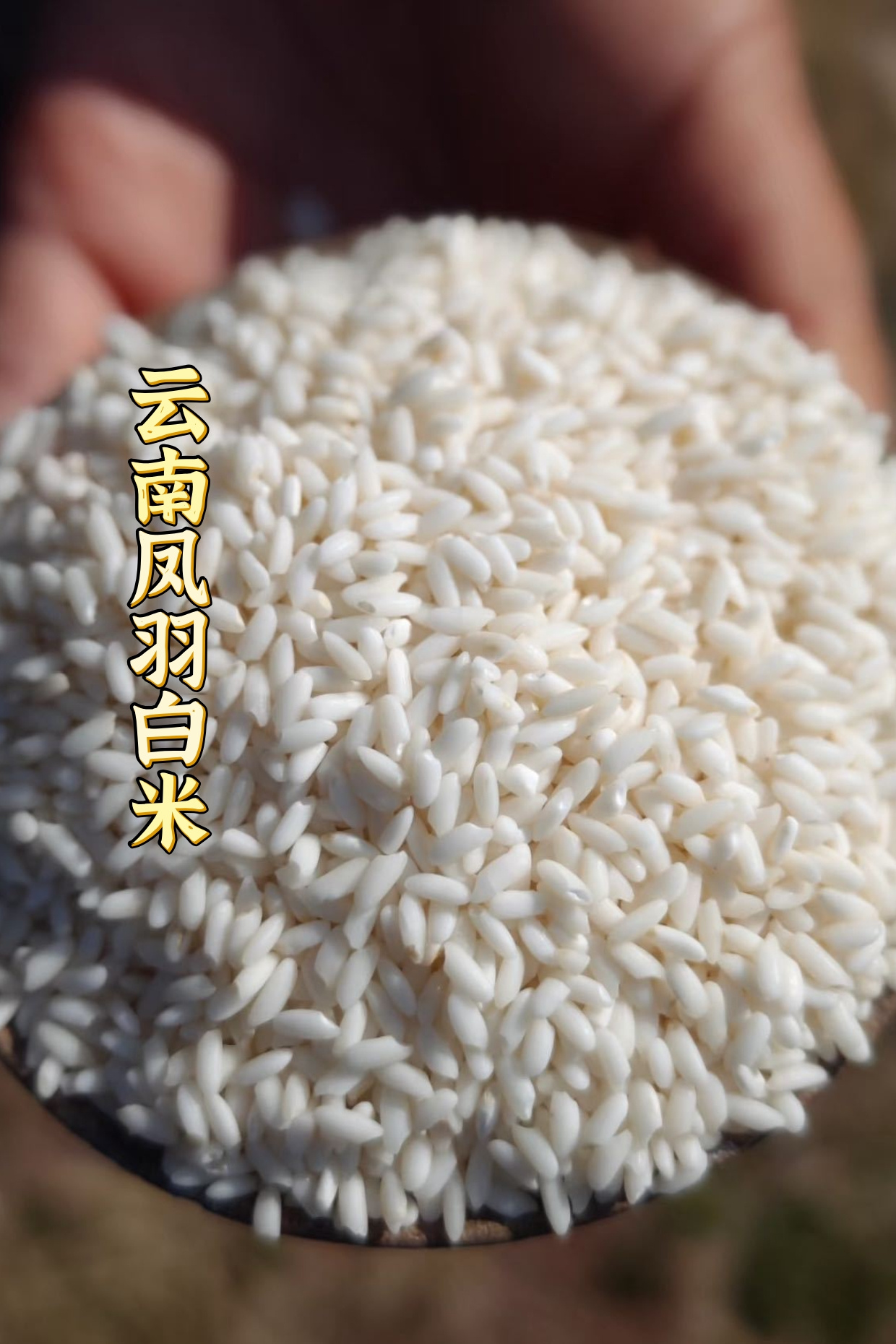 凤羽白米：苍山脚下的一碗风物诗