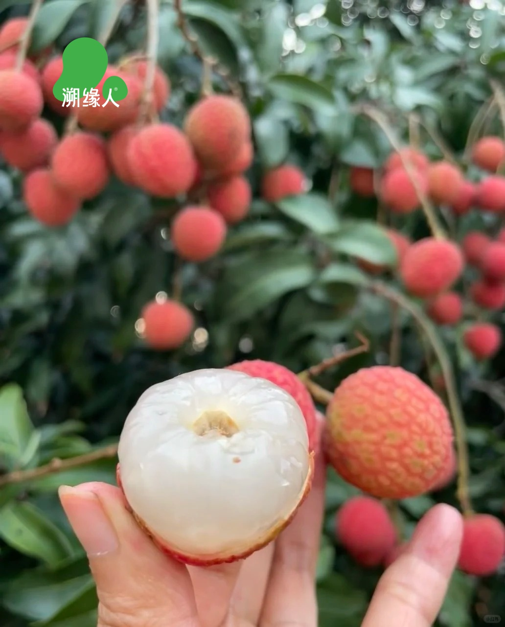 寻鱻白糖罂荔枝：一口咬下三百年时光的甜