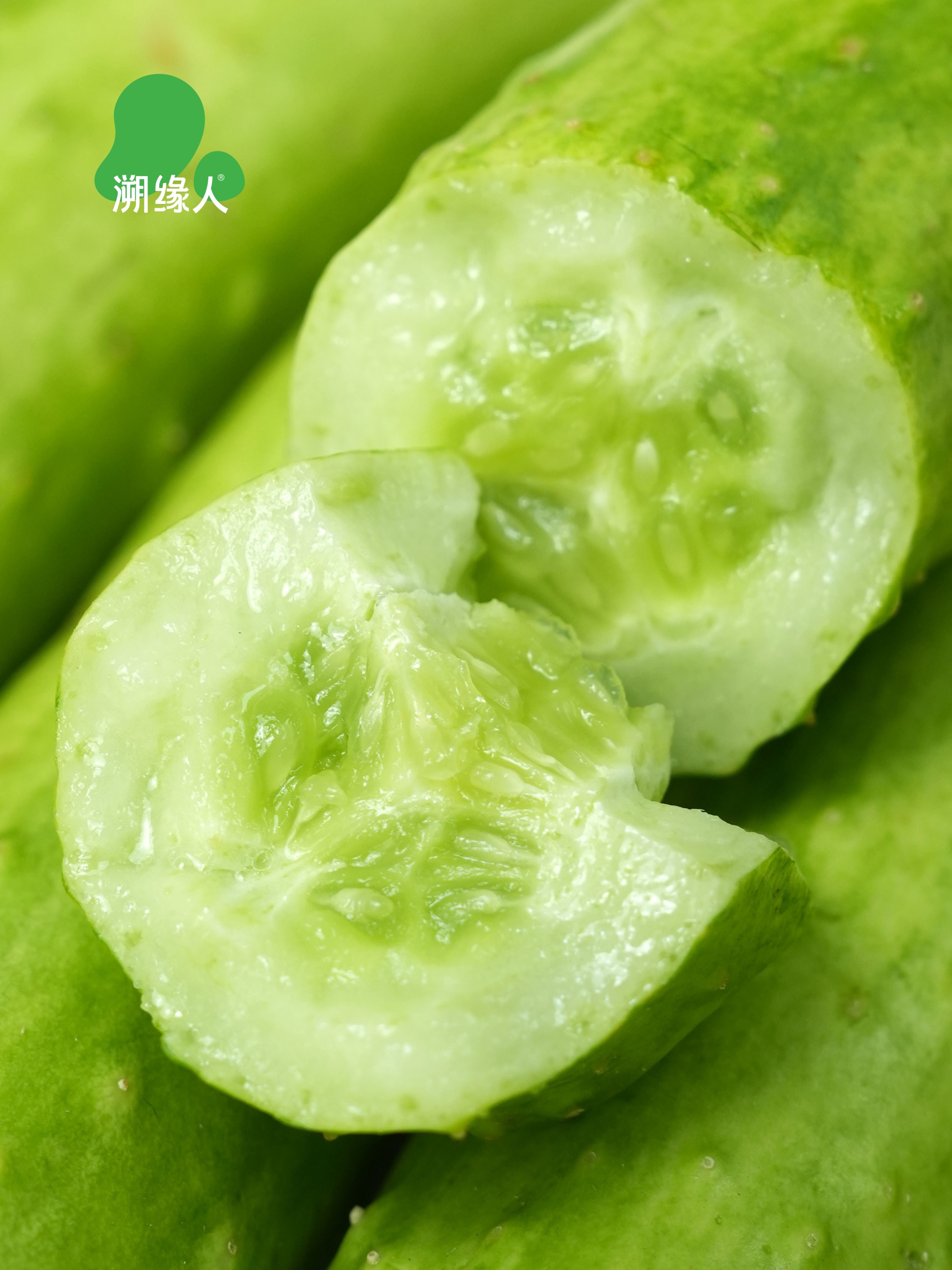 牛奶白玉黄瓜——来自海阳的清甜问候