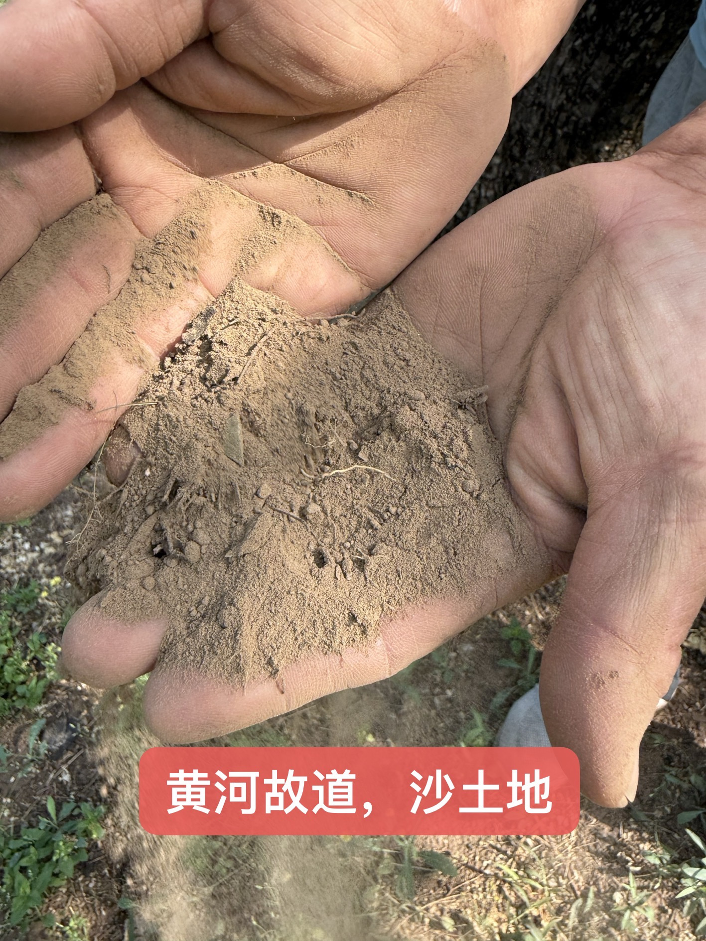 黄河故道的「满天星油桃」，藏在麻点里的千年甜韵