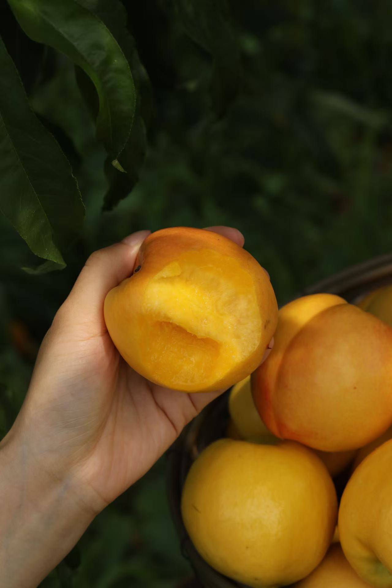 半坡阳光黄金蜜油桃，每一口都是自然馈赠的甜蜜！