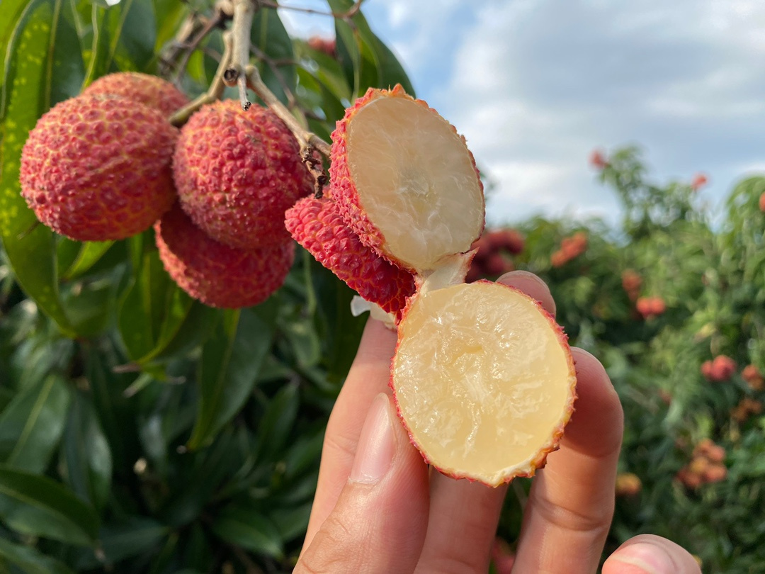 无核荔枝：一口咬下海南的阳光，连核都温柔地退场