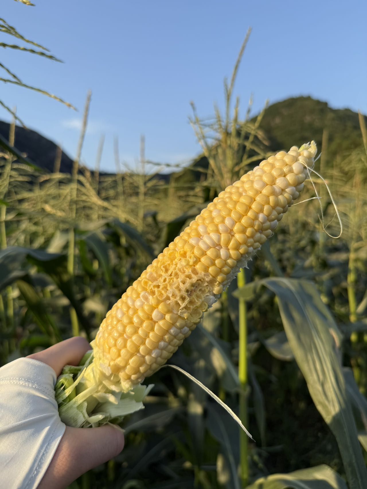 甜蜜暴击！『可生食·圣甜爱菲双色+北海道牛奶玉米』顺丰直达，限时尝鲜