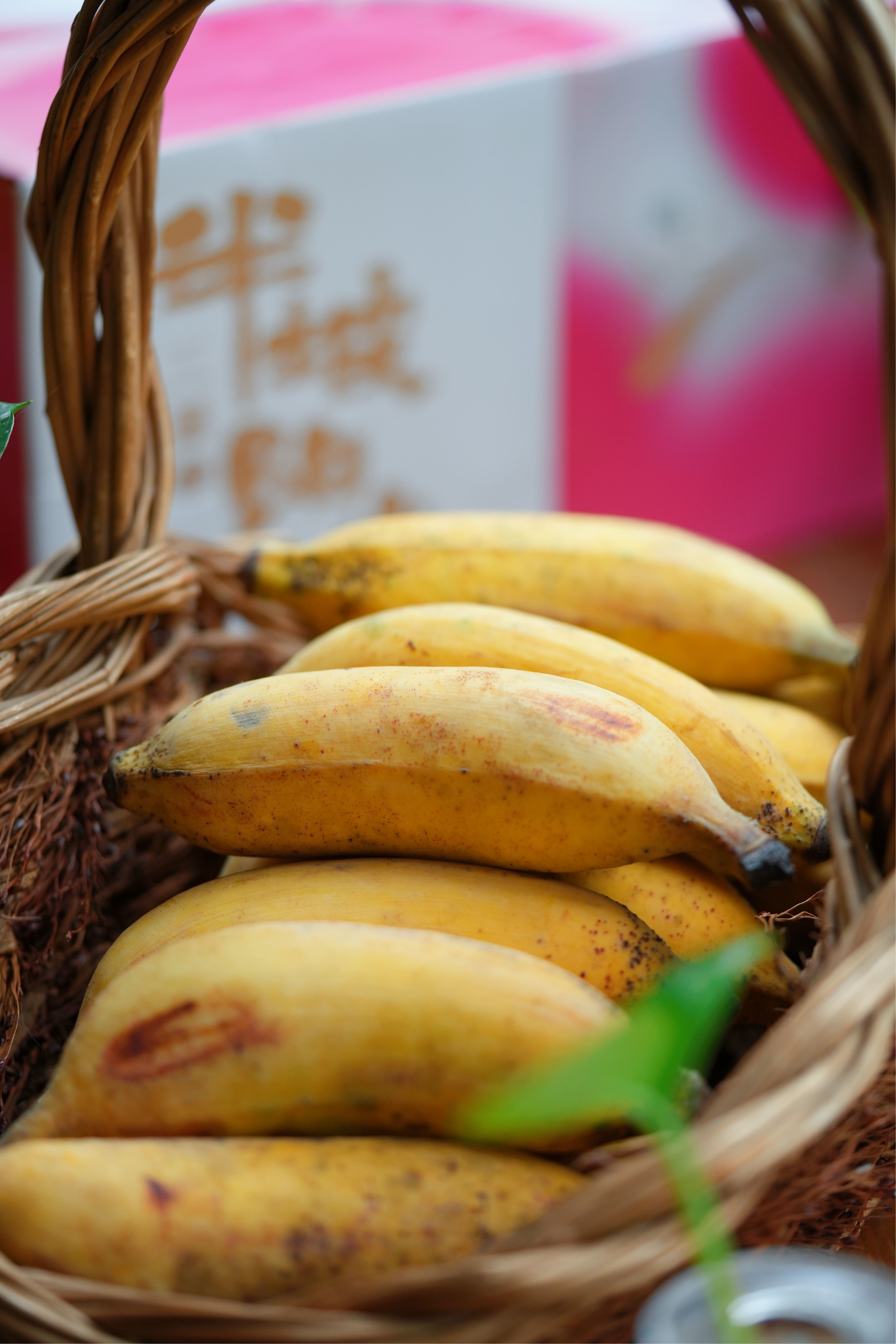 【甜糯回忆价直降】阳春·生态糯米甜蕉39.9元限量抢，台风雨前紧急发货