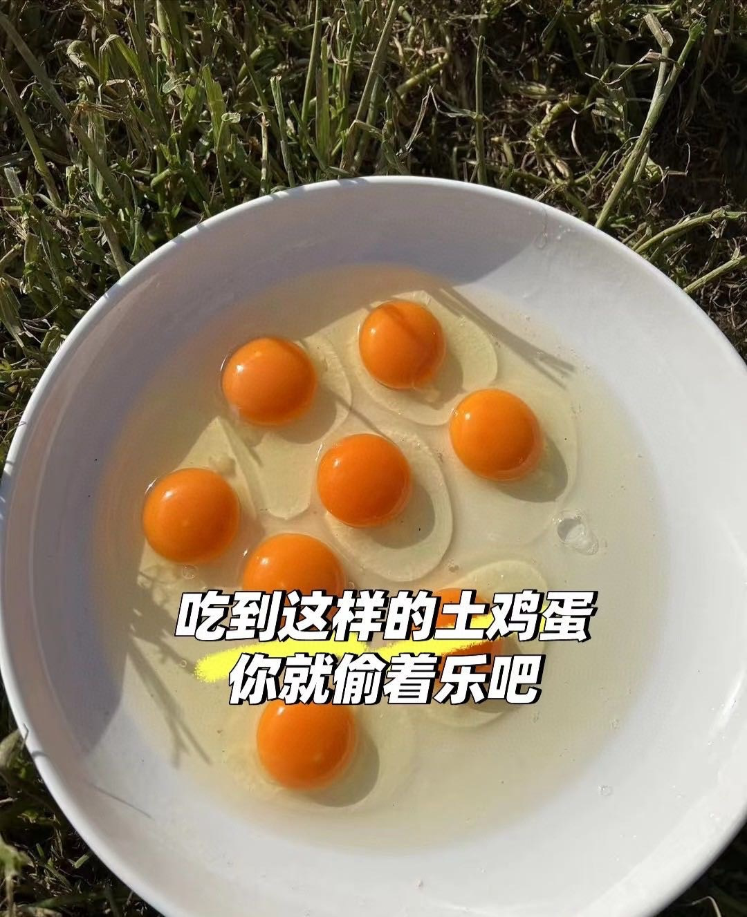 寻觅鸟高原土鸡蛋：一枚蛋里的山野诗意与烟火温情