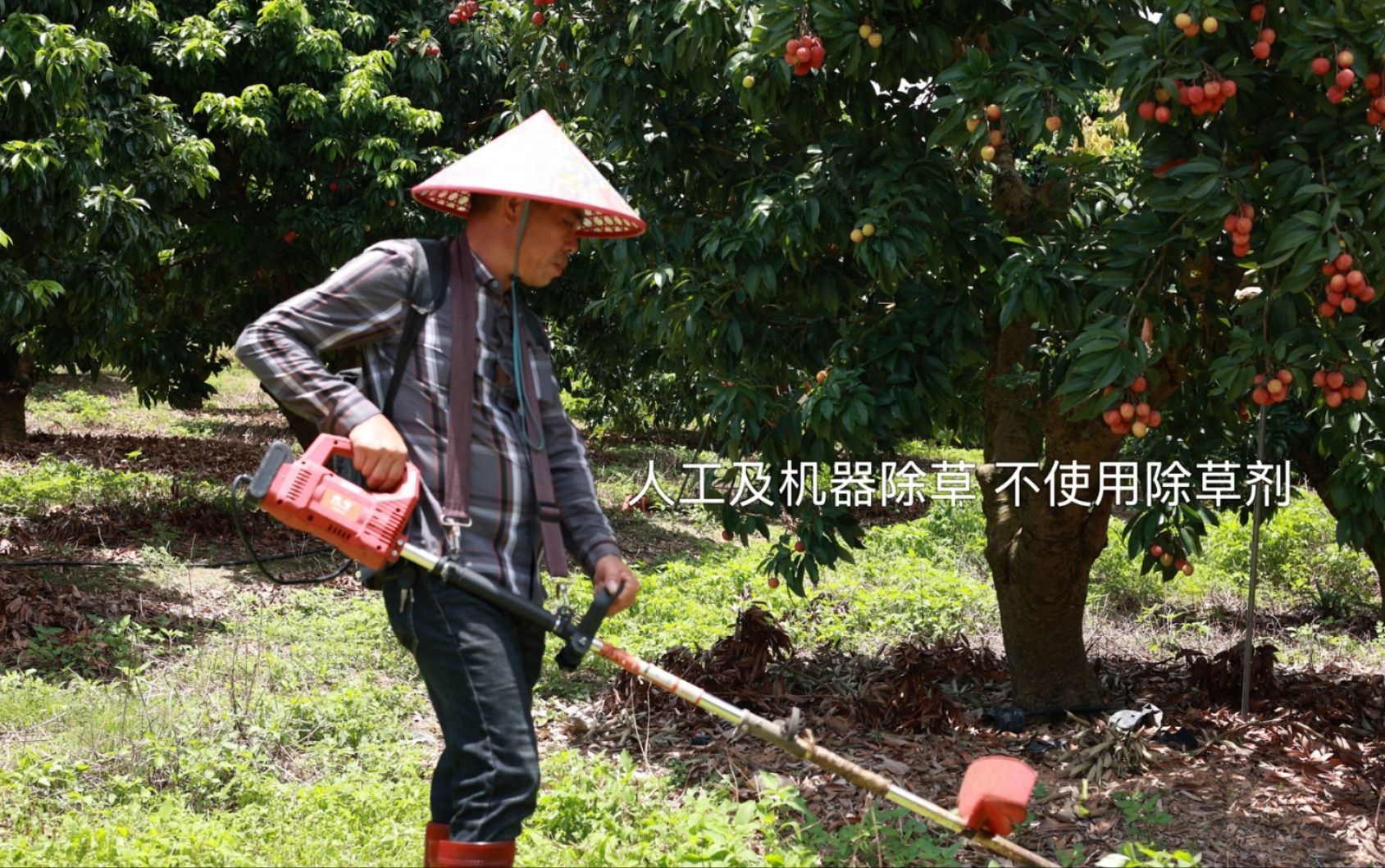 半坡阳光·仙香糯荔枝：一口咬破岭南的盛夏蜜罐