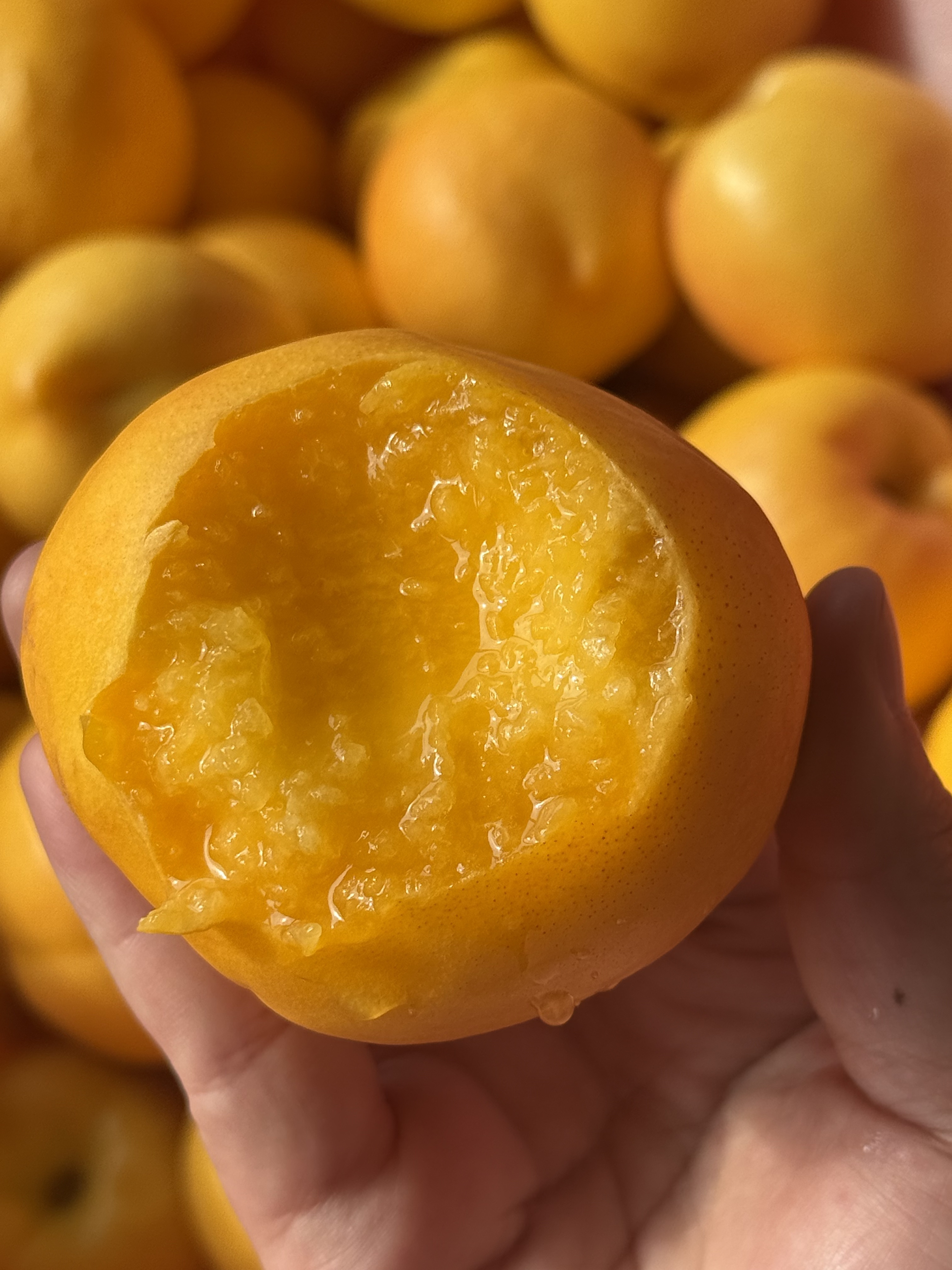 仙菊黄金油桃：夏日里一口“人间蜜露”