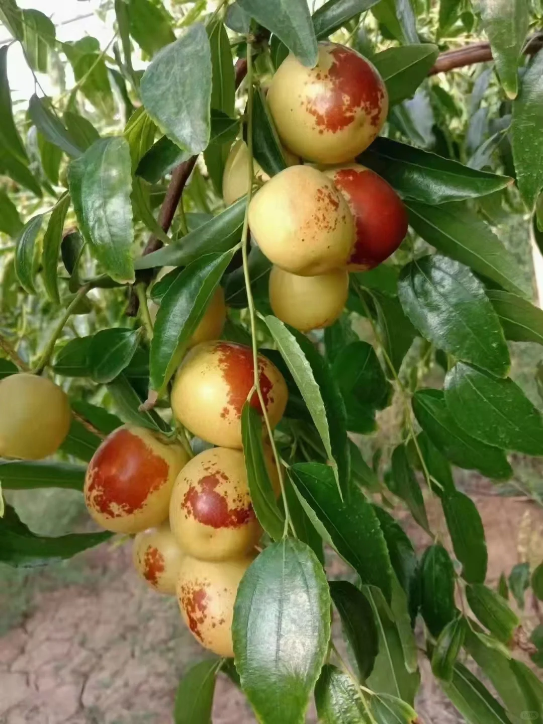 咬一口庙上牛奶冬枣，听见黄河岸边三千年的甜蜜回响