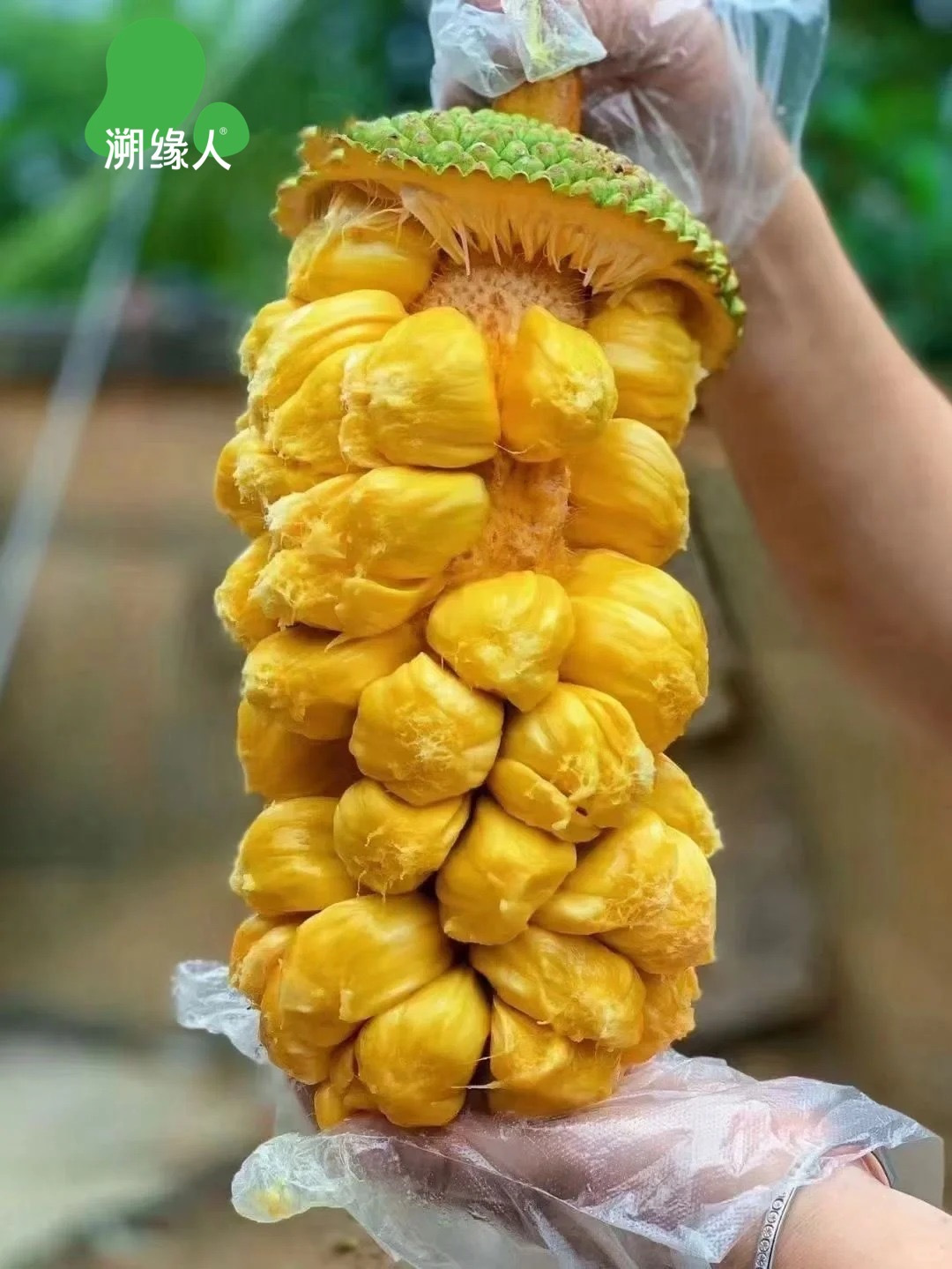 尝鲜倒计时！海南榴莲蜜：甜过蜜糖的夏日限定惊喜