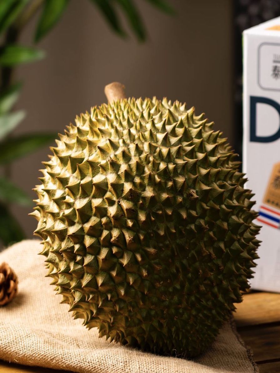 金刺宝宝金枕榴莲：山林里的“奶油信使”