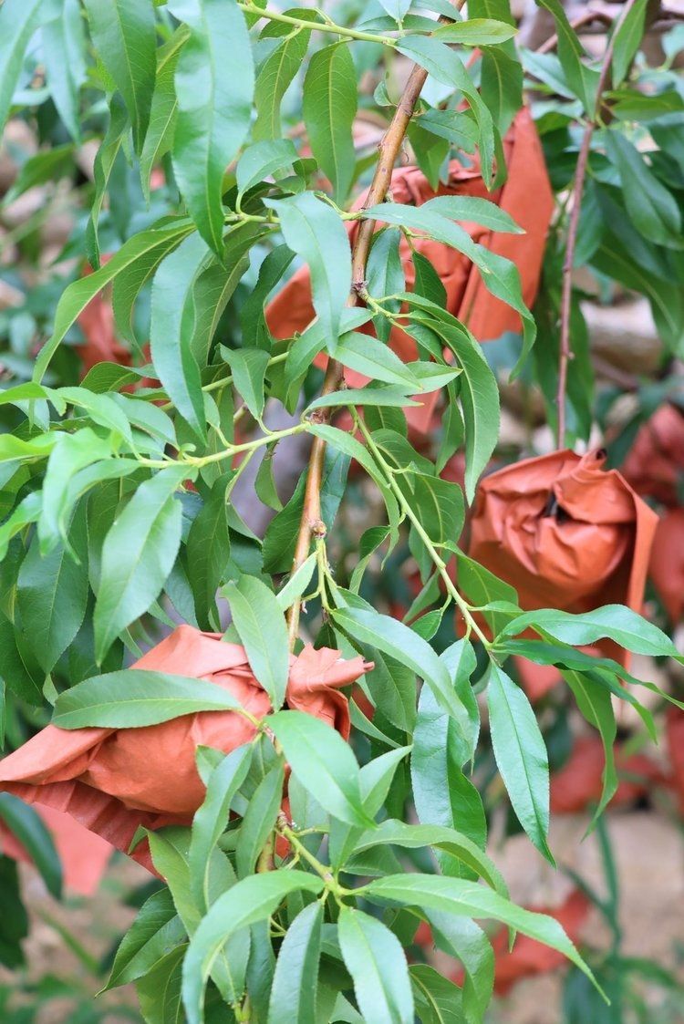 半坡阳光·黄金蜜油蟠桃：咬一口金色的晚霞