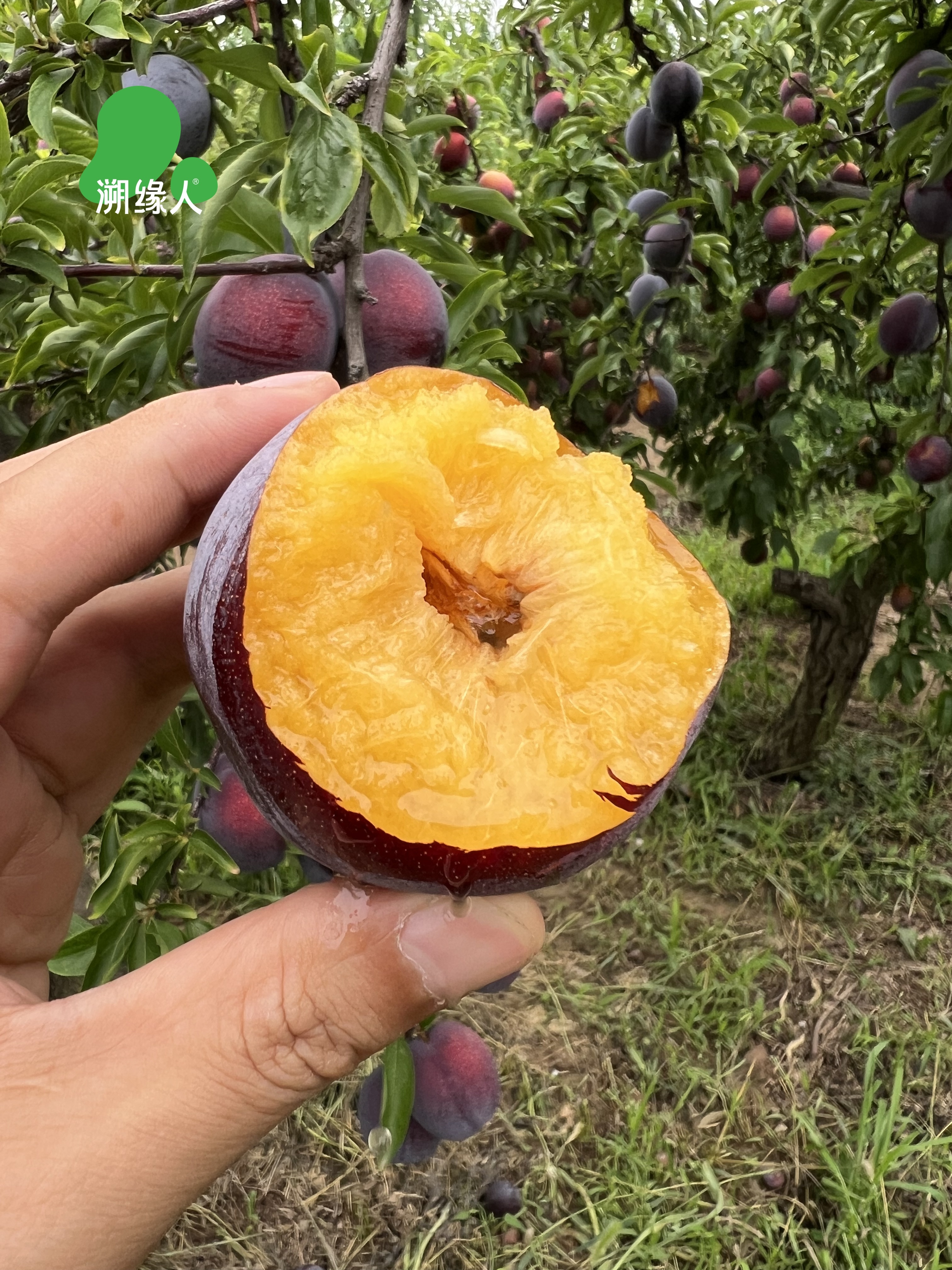 尝鲜正当时！陕西大红袍西梅李，软糯香甜的舌尖惊喜