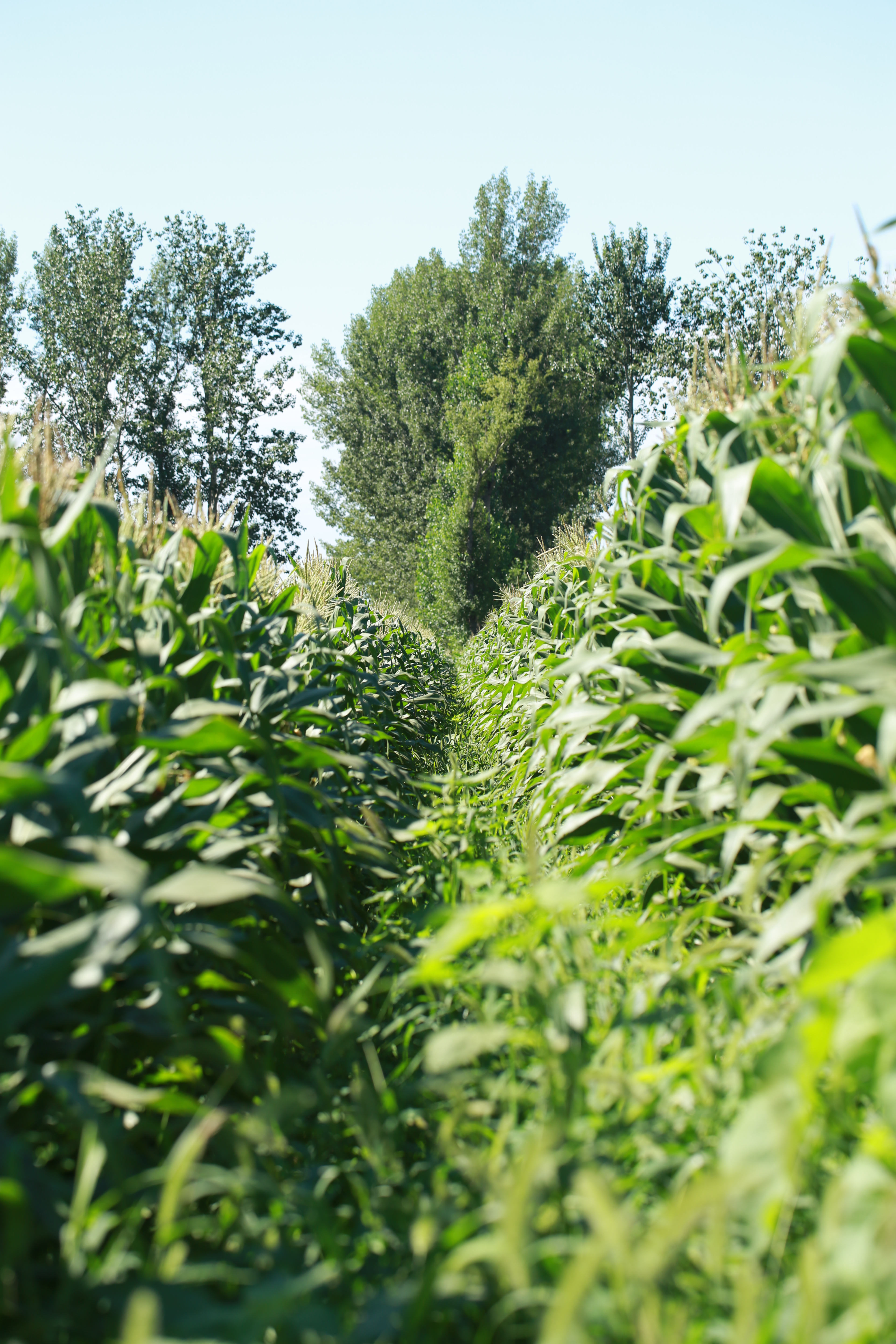 渔小觅生态富硒鲜玉米：一口甜糯，满口自然的馈赠