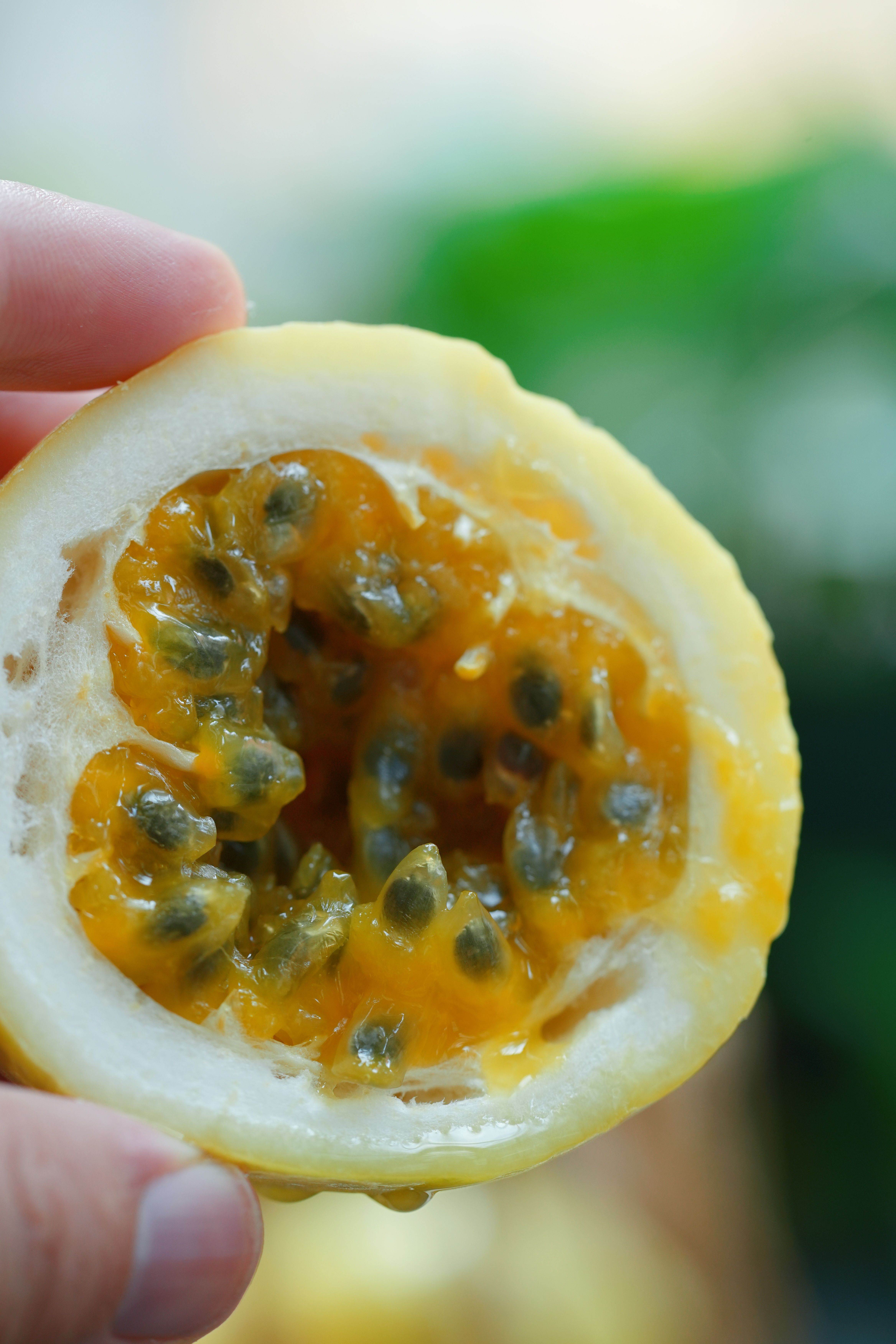 『半坡阳光·广西钦蜜9号黄金百香果』：一口爆甜，满屋飘香的幸福滋味