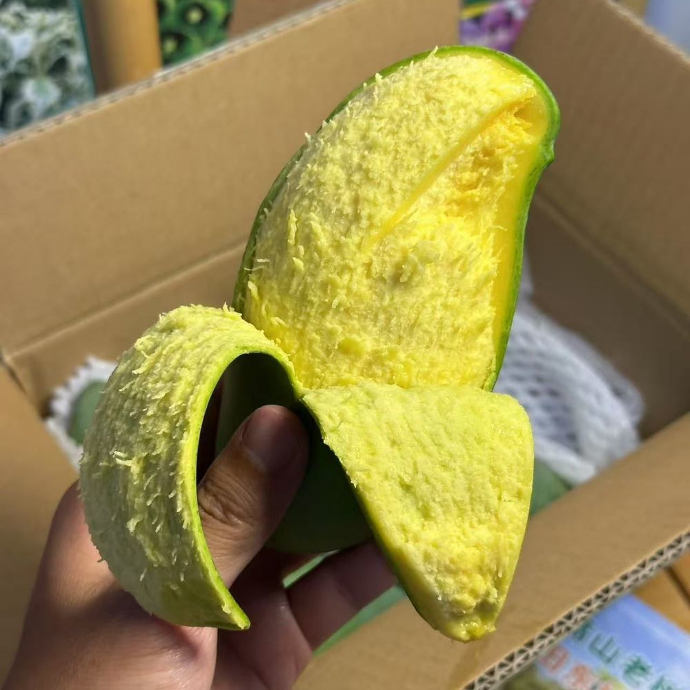 青衫下的甜蜜暴击：桂七芒，夏日限定的黄金盛宴