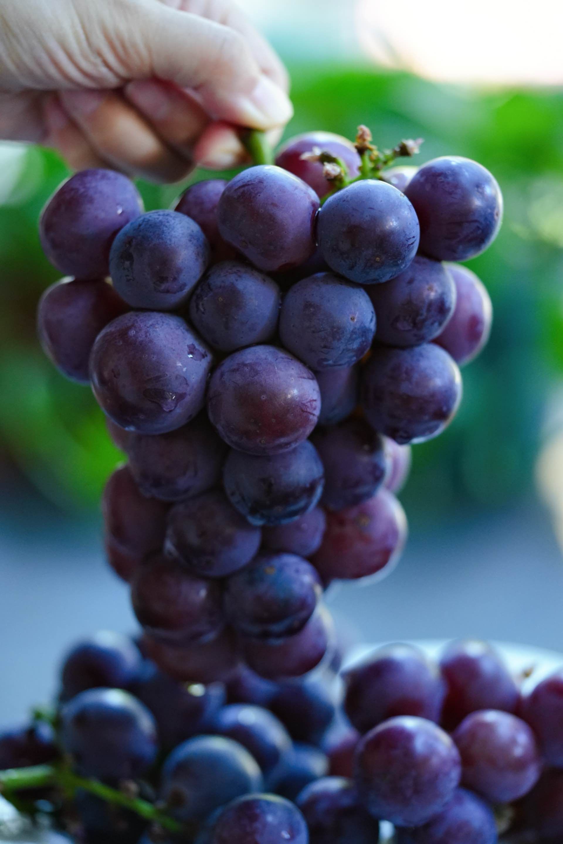 享受正宗浦江巨峰葡萄的甜蜜滋味