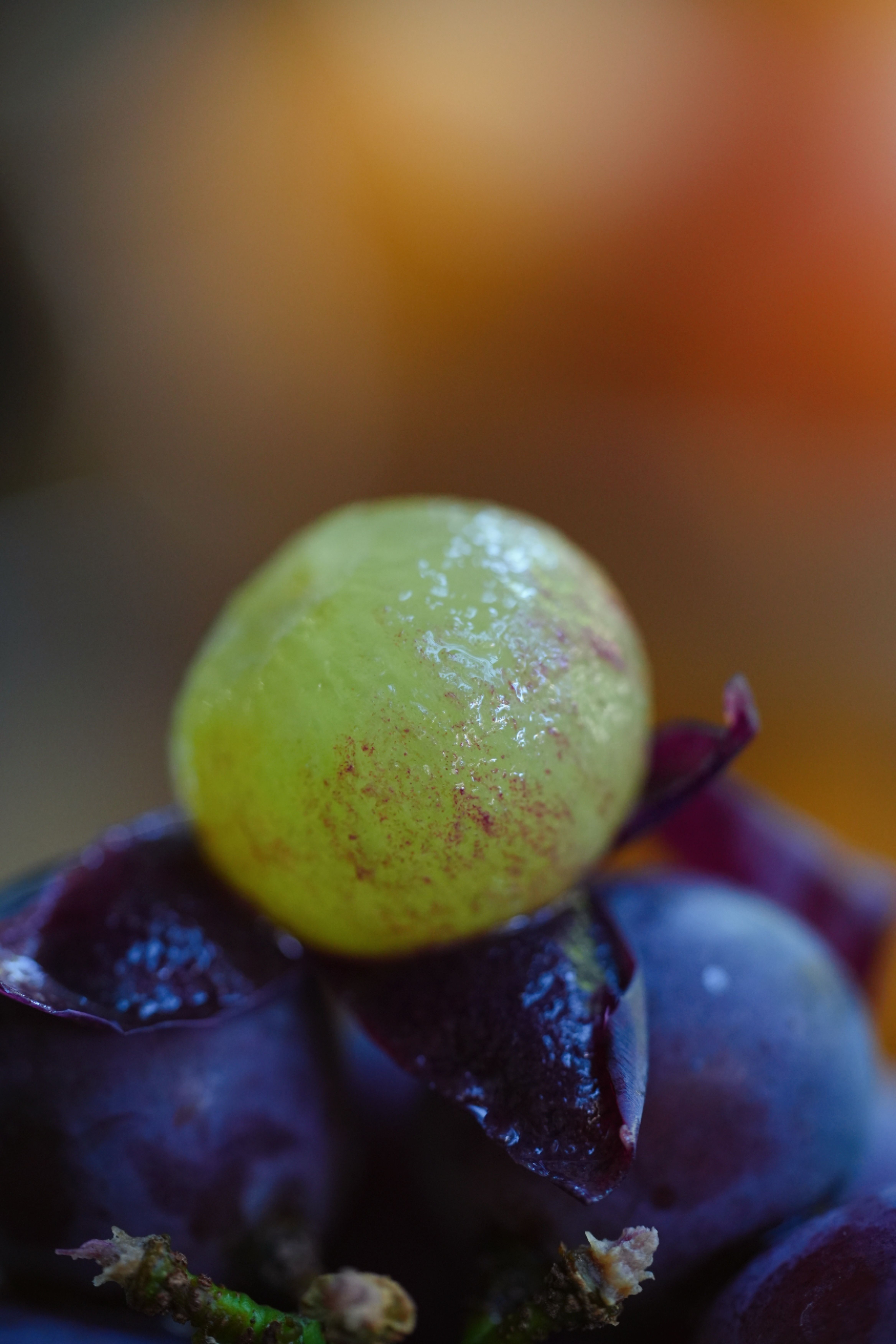 浦江巨峰葡萄：一粒来自江南的紫玉珍馐
