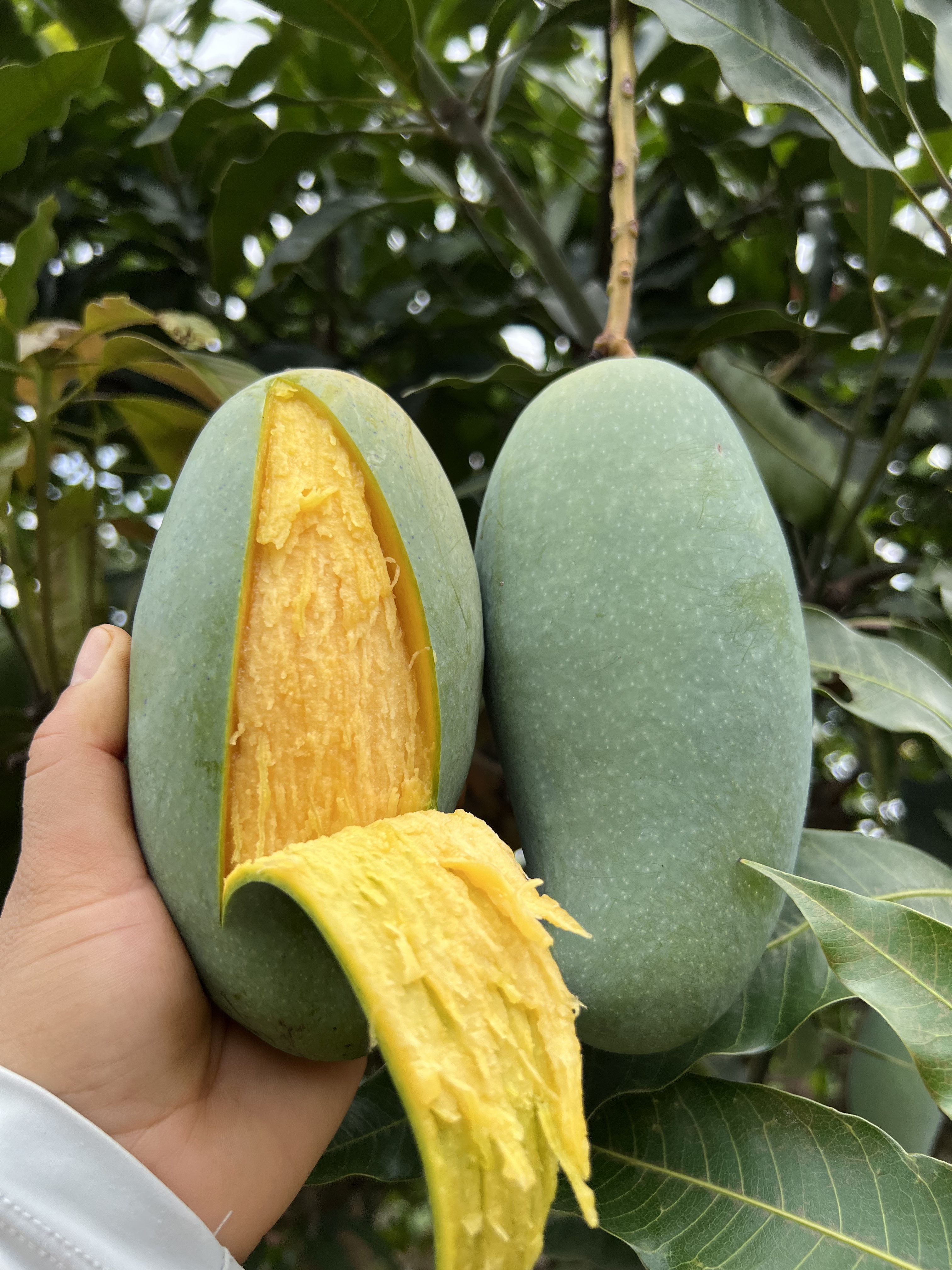 一口桂七，一夏惊艳：芒果中的文化清香