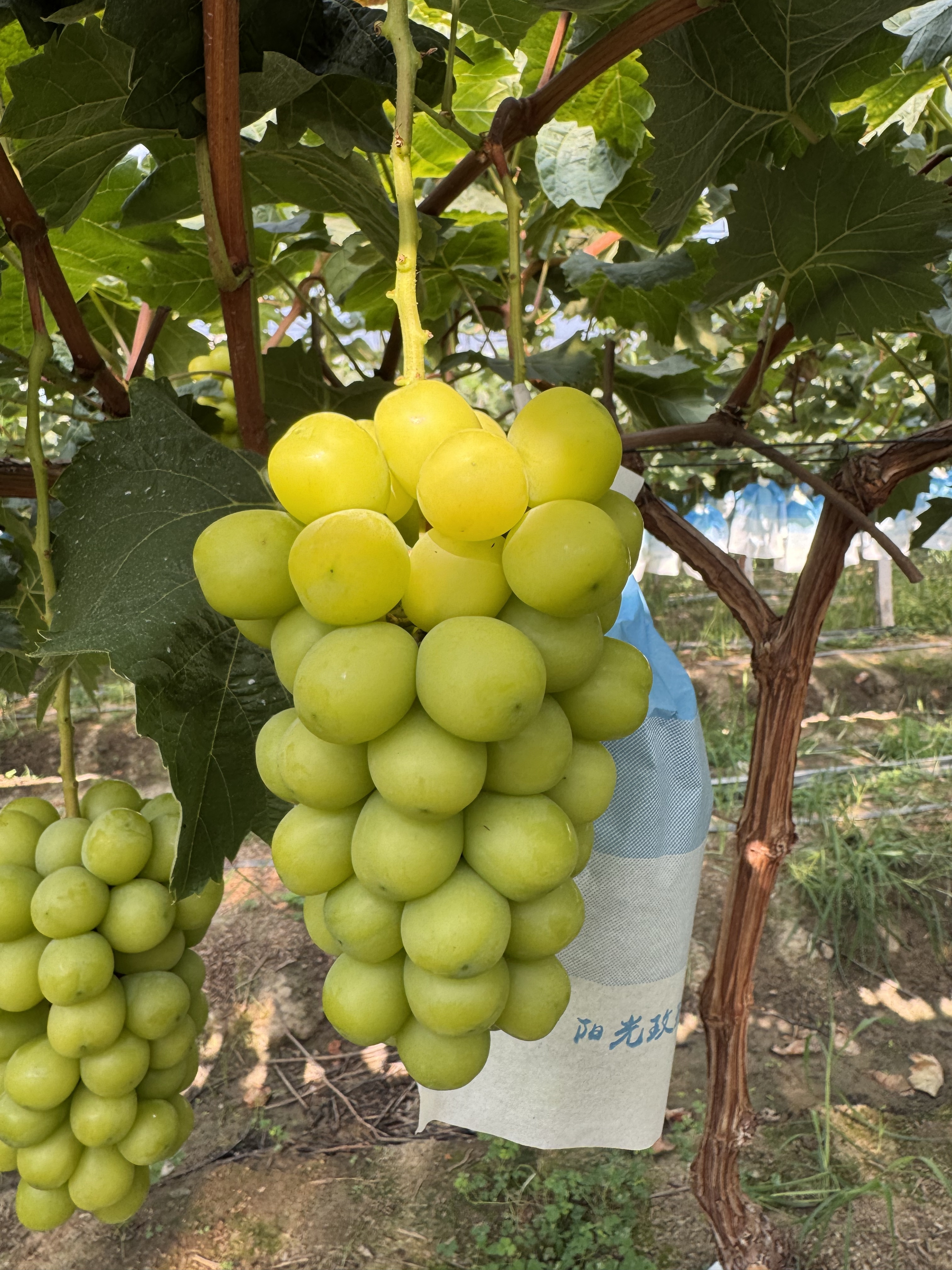 阳光玫瑰青提：一颗咬破夏日阳光的星星