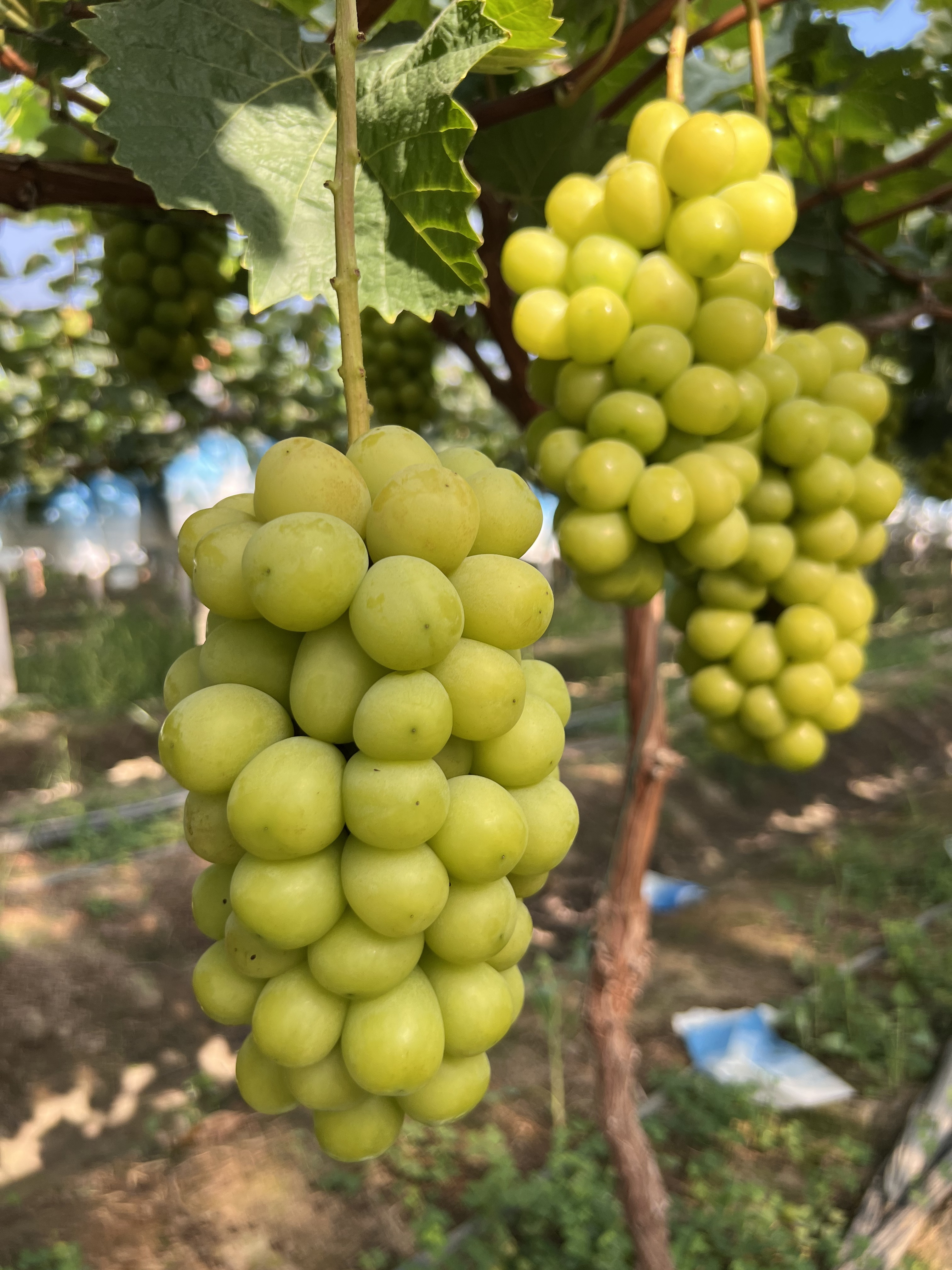 寻觅鸟阳光玫瑰青提：这个夏天，把阳光和玫瑰吃进嘴里