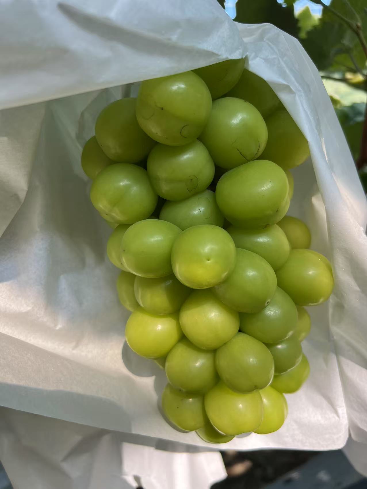 寻觅鸟阳光玫瑰青提：咬一口坠入唐朝的月光