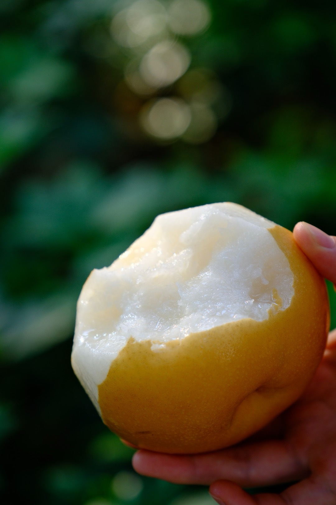 『半坡阳光·秋月梨』：初秋的第一口甜蜜慰藉