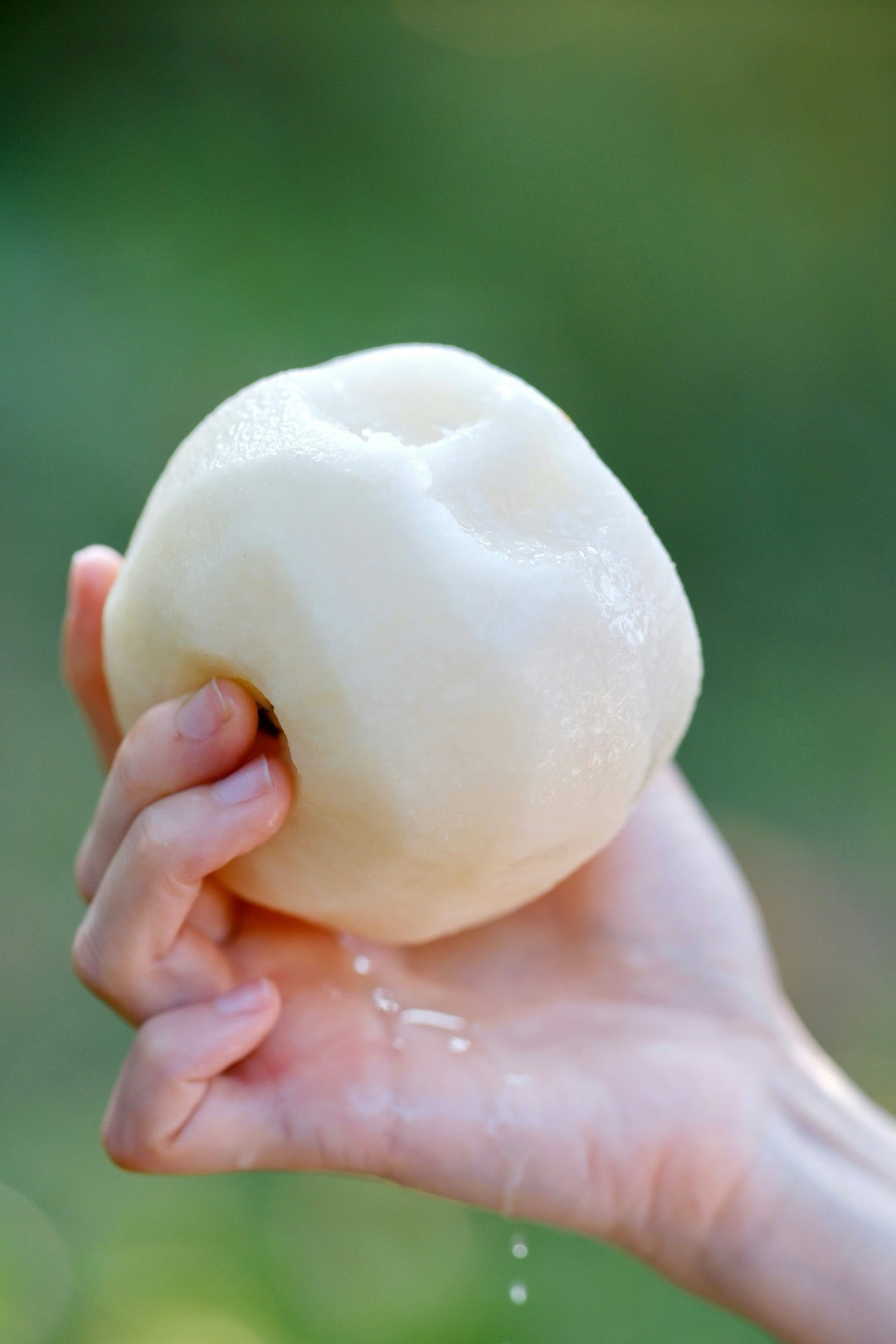 半坡阳光·秋月梨：捧在手心的秋日月光